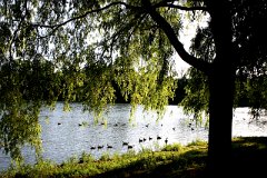 photo 0096